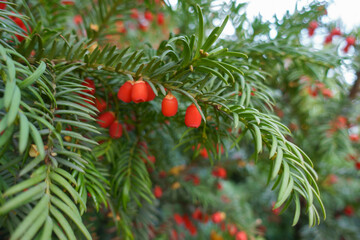 Couple of red seed cones in the leafage of common yew in November