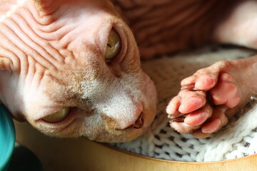 Naklejka premium A close-up shot of a cat's paw resting on a table, great for pet or animal-related designs.