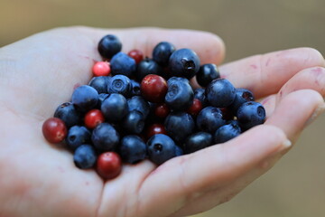 A person holds a handful of fresh blueberries, ready for snacking or cooking.