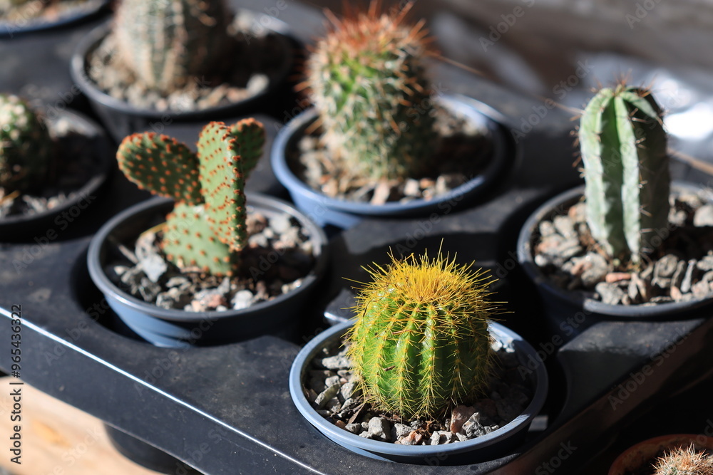 Poster potted cacti in various shapes and sizes, ideal for indoor use or decoration.