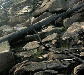 In the haze of blur, burnt trees, charred black, fallen over,  the Brocken mountain, below the peak, in the Harz mountains in Germany, an environmental disaster,  cause of the forest fire unknown