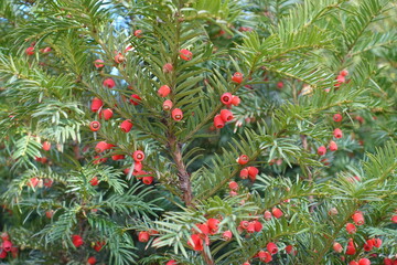 Many red berries in the leafage of common yew in mid October