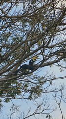 Pelican on a tree, by the beach