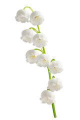 Lily of the valley isolated on white background, full depth of field