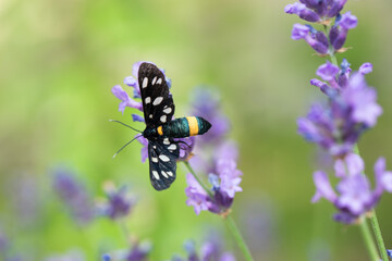 motyl Oblaczek granatek, Amata phegea
