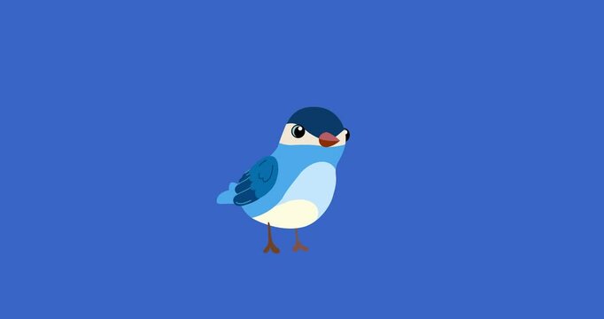 Blue passerine bird cartoon animation character turn isolated. Blinking eyes seamless loop behaviour animal part of a serie moves. 4K video film movie for any landscape background.