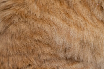 ふわふわな猫の毛並み　茶トラ猫
