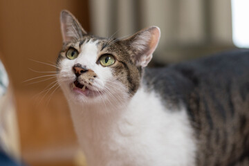 飼い主に向かって鳴く可愛い猫　キジトラ白