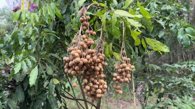 longan fruit close up video