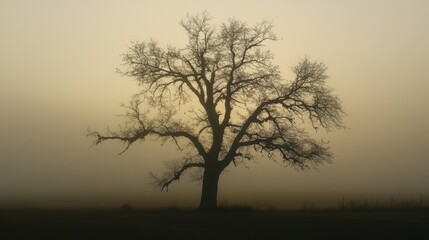 Obraz premium _Silhouette_of_a_tree_backlit_against foggy background