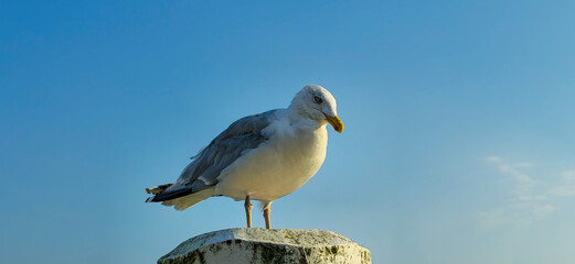 Serenity on the Coast: A Seagull's Watch