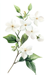 Obraz premium Simple watercolor delicate white jasmine flowers on a white background illustration