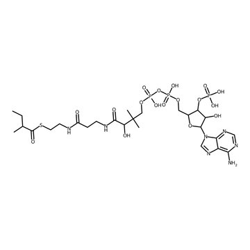 2-methylbutanethioic acid S-[2-[3-[[4-[[(5-adenin-9-yl-4-hydroxy-3-phosphonooxy-tetrahydrofuran-2-yl)methoxy-hydroxy-phosphoryl]oxy-hydroxy-phosphoryl]oxy-2-hydroxy-3,3-dimethyl-butanoyl]amino]propano