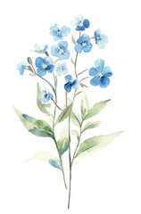 Simple watercolor soft blue forget-me-not flowers on a white background