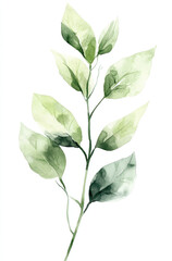 Obraz premium Simple watercolor soft green mint leaves on a white background illustration