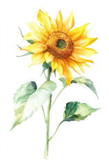 Naklejka premium Simple watercolor sunny sunflower on a white background