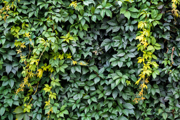 Green hedge of leaves of wild grapes. Dense hedgerow. Natural texture. Plant background. Beautiful nature wallpaper. Garden decoration. A wall overgrown with ivy. High quality photo