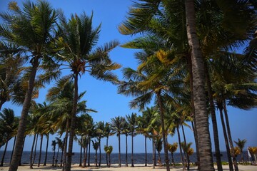 Coconut trees sway in the wind on the beach.