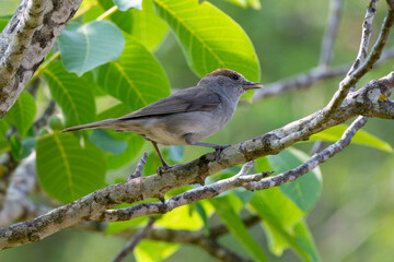 Fauvette à tête noire, .Sylvia atricapilla, Eurasian Blackcap