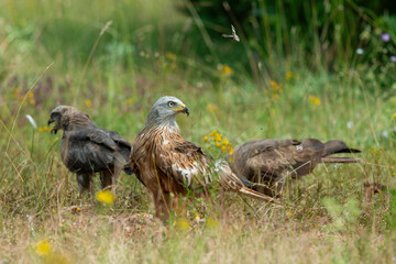 Milan royal,.Milvus milvus , Red Kite