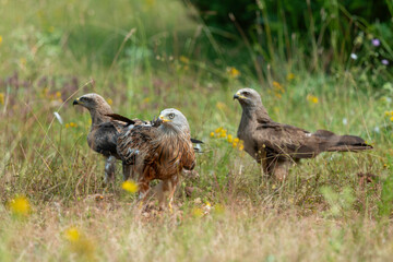 Milan royal,.Milvus milvus , Red Kite