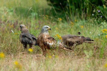 Milan royal,.Milvus milvus , Red Kite