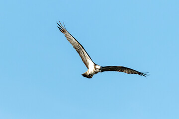 Balbuzard pêcheur, Pandion haliaetus, Western Osprey