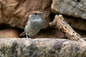 Fauvette à tête noire, .Sylvia atricapilla, Eurasian Blackcap