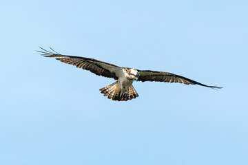Balbuzard pêcheur, Pandion haliaetus, Western Osprey