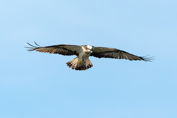 Balbuzard pêcheur, Pandion haliaetus, Western Osprey