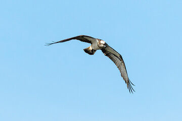 Balbuzard pêcheur, Pandion haliaetus, Western Osprey