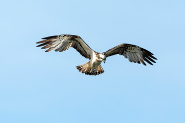 Balbuzard pêcheur, Pandion haliaetus, Western Osprey
