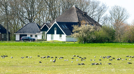 Bernache cravant,.Branta bernicla, Brant Goose, Ile de Texel, Pays Bas