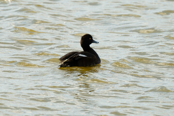 Fuligule morillon,.Aythya fuligula, Tufted Duck,