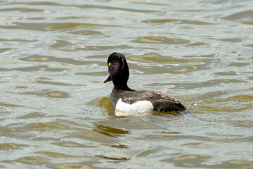 Fuligule morillon,.Aythya fuligula, Tufted Duck,