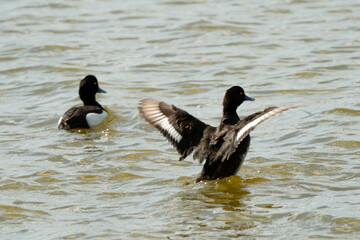 Fototapeta premium Fuligule morillon,.Aythya fuligula, Tufted Duck,