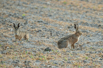 Lapin de garenne, Oryctolagus cuniculus