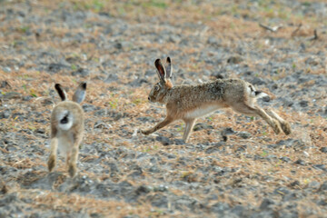 Lapin de garenne, Oryctolagus cuniculus