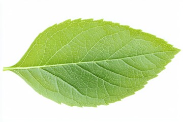Obraz premium Green Leaf Isolated on White Background