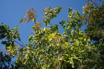 Catalpa, Catalpa bignonioides