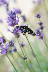 motyl Oblaczek granatek, Amata phegea