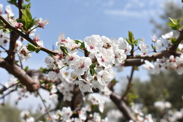 健気に咲くアーモンドの花