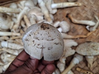 A mushroom is a versatile fungi with a cap and stem, often found in various colors and textures. It has a savory, umami flavor and is used in diverse culinary dishes. © sushil