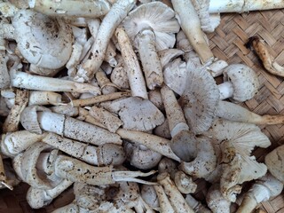 A mushroom is a versatile fungi with a cap and stem, often found in various colors and textures. It has a savory, umami flavor and is used in diverse culinary dishes.