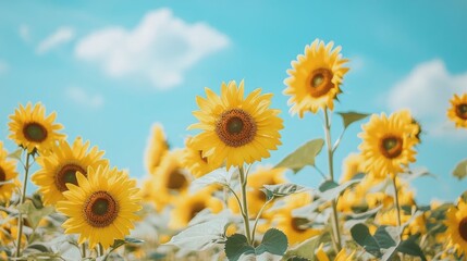 A field of yellow sunflowers under a bright blue sky, symbolizing happiness, warmth, and positivity