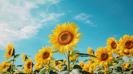 A field of yellow sunflowers under a bright blue sky, symbolizing happiness, warmth, and positivity