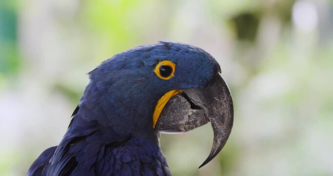Close up of a Hyacinth macaw. Beautiful blue parrot, The Hyacinth Blue Macaw (Anodorhynchus Hyacinthinus).