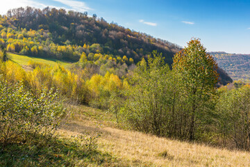 calm autumn day in carpathian mountains. trees on the grassy hills. sunny scenery of ukrainian...