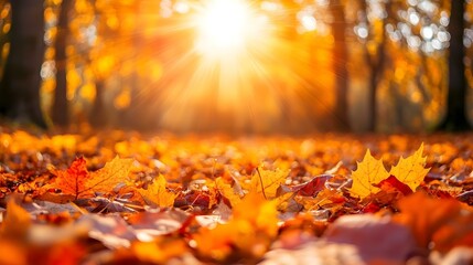 Cozy autumn scene, vibrant foliage blankets the forest floor, soft light filters through trees, inviting tranquility and warmth.