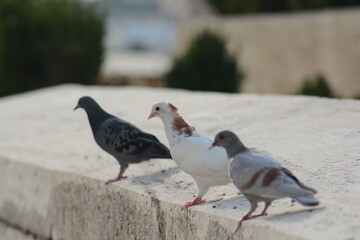 Pigeons in the city. Three wild doves. Wild birds.